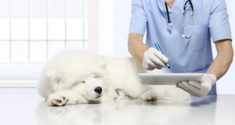 Business Finance for Vets | Veterinary Business Loans | Veterinary Asset Finance