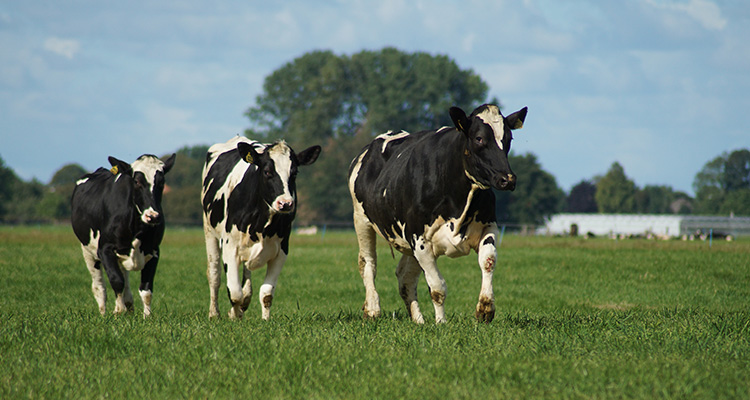 Using Agricultural Finance To Grow Your Dairy Farm | Agricultural Finance Oxfordshire