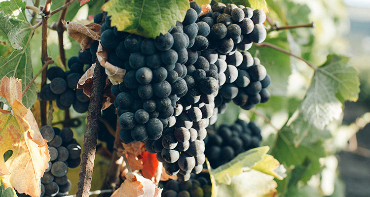 Cultivating success in Sussex